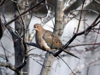 Mourning Dove